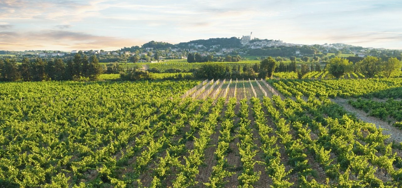 Chateauneuf du Pape - Wine Paths